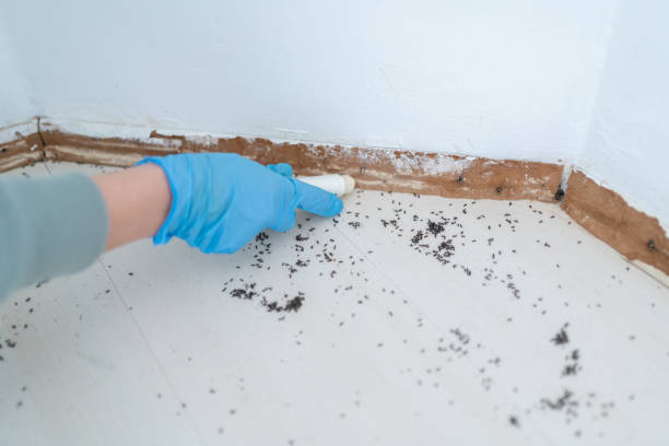 Best Flea Control Services  in Genoa City, WI
